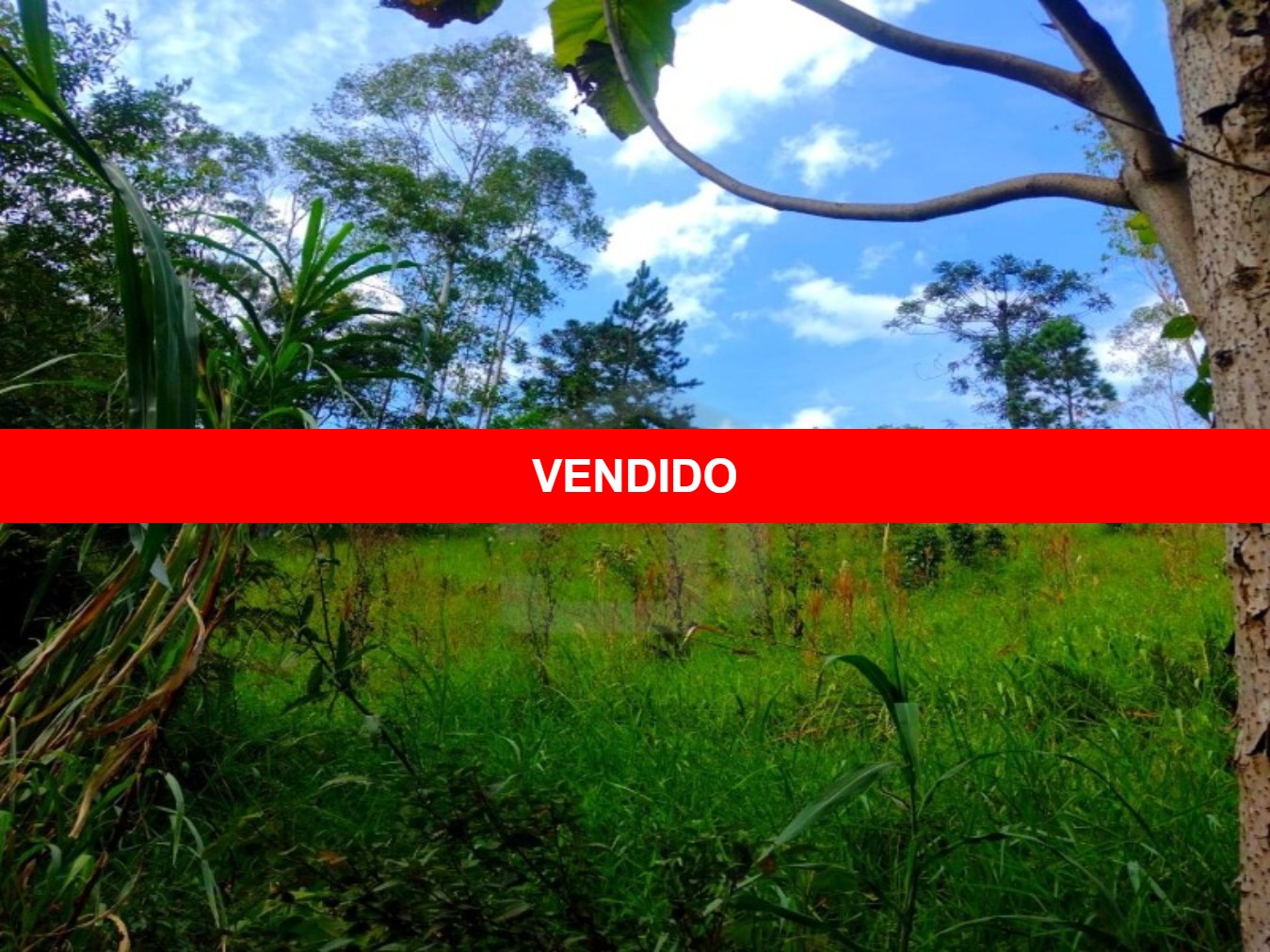Terreno 3.800m² a 6km do centro da cidade e apenas 250m do asfalto