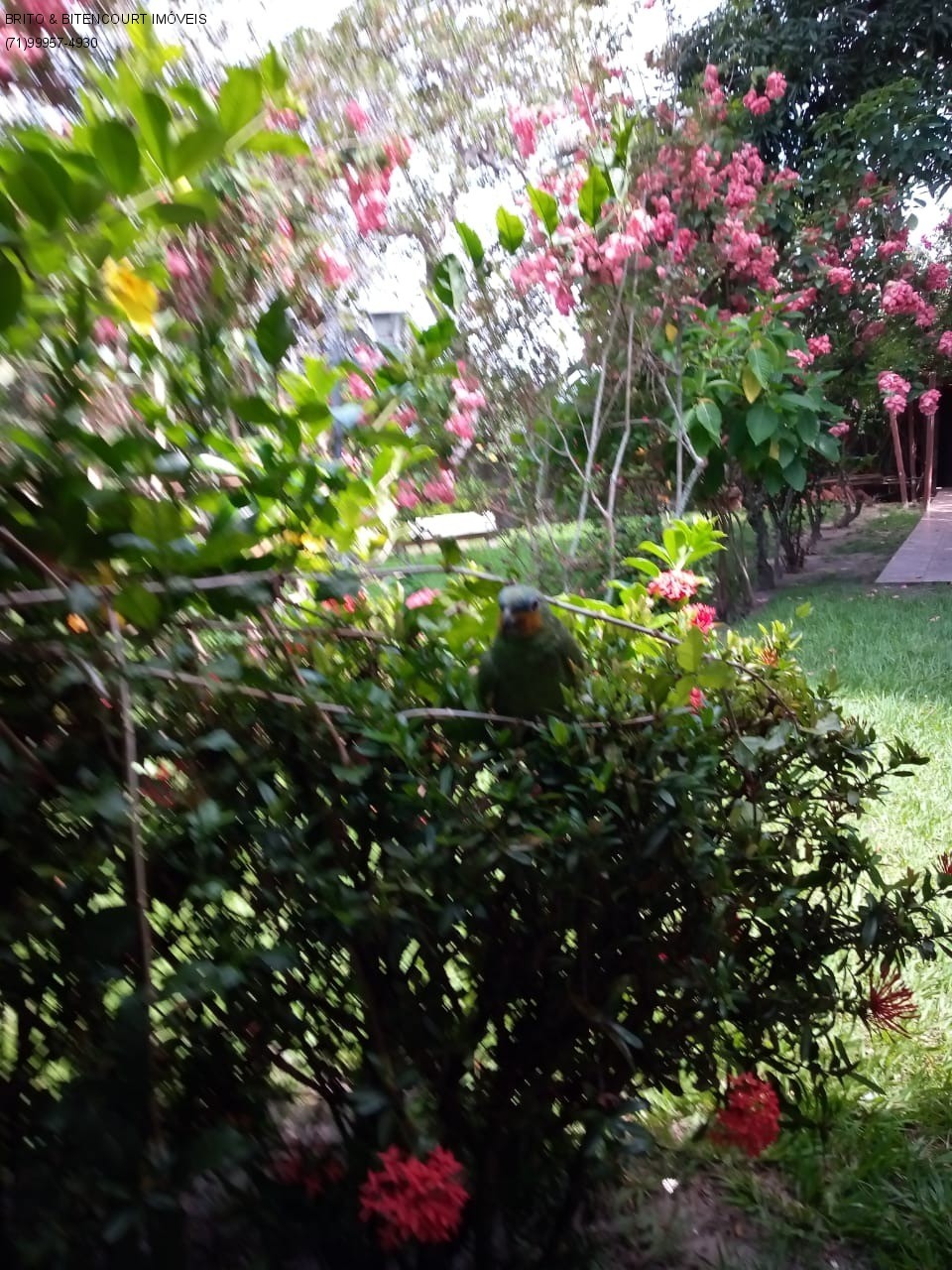 Casa, 4 quartos, 4200 m² - Foto 14