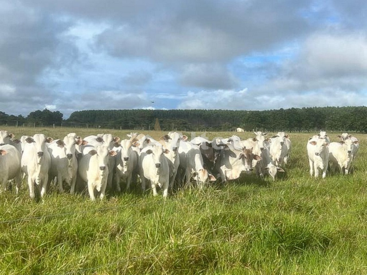Fazenda, 587 hectares - Foto 10