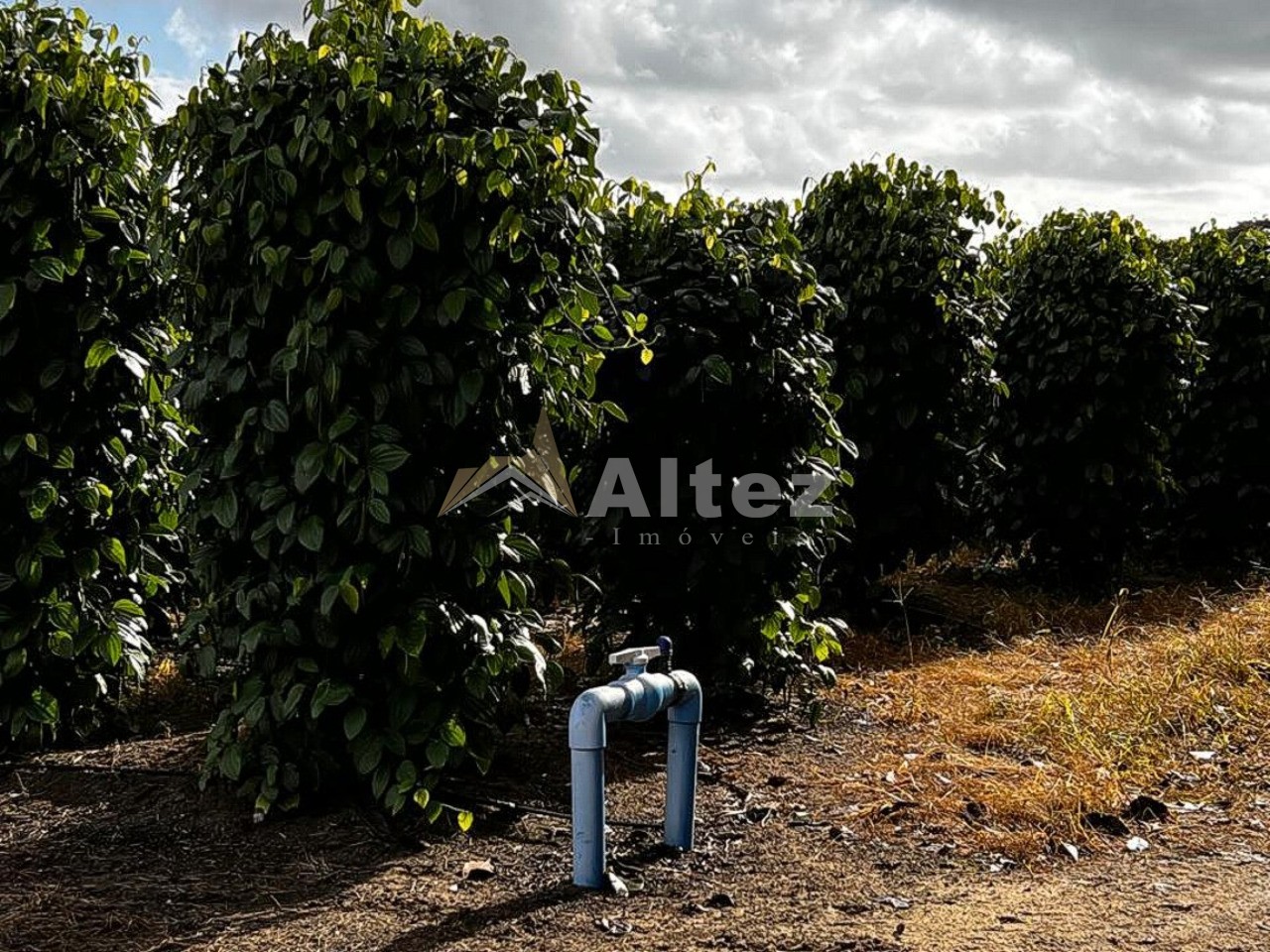 Fazenda, 587 hectares - Foto 13