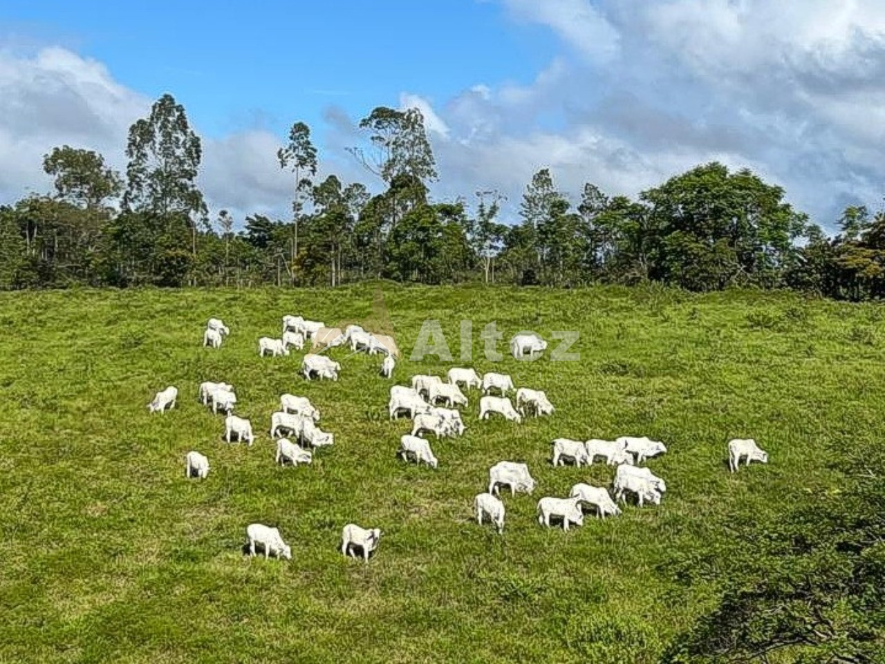Fazenda, 587 hectares - Foto 6