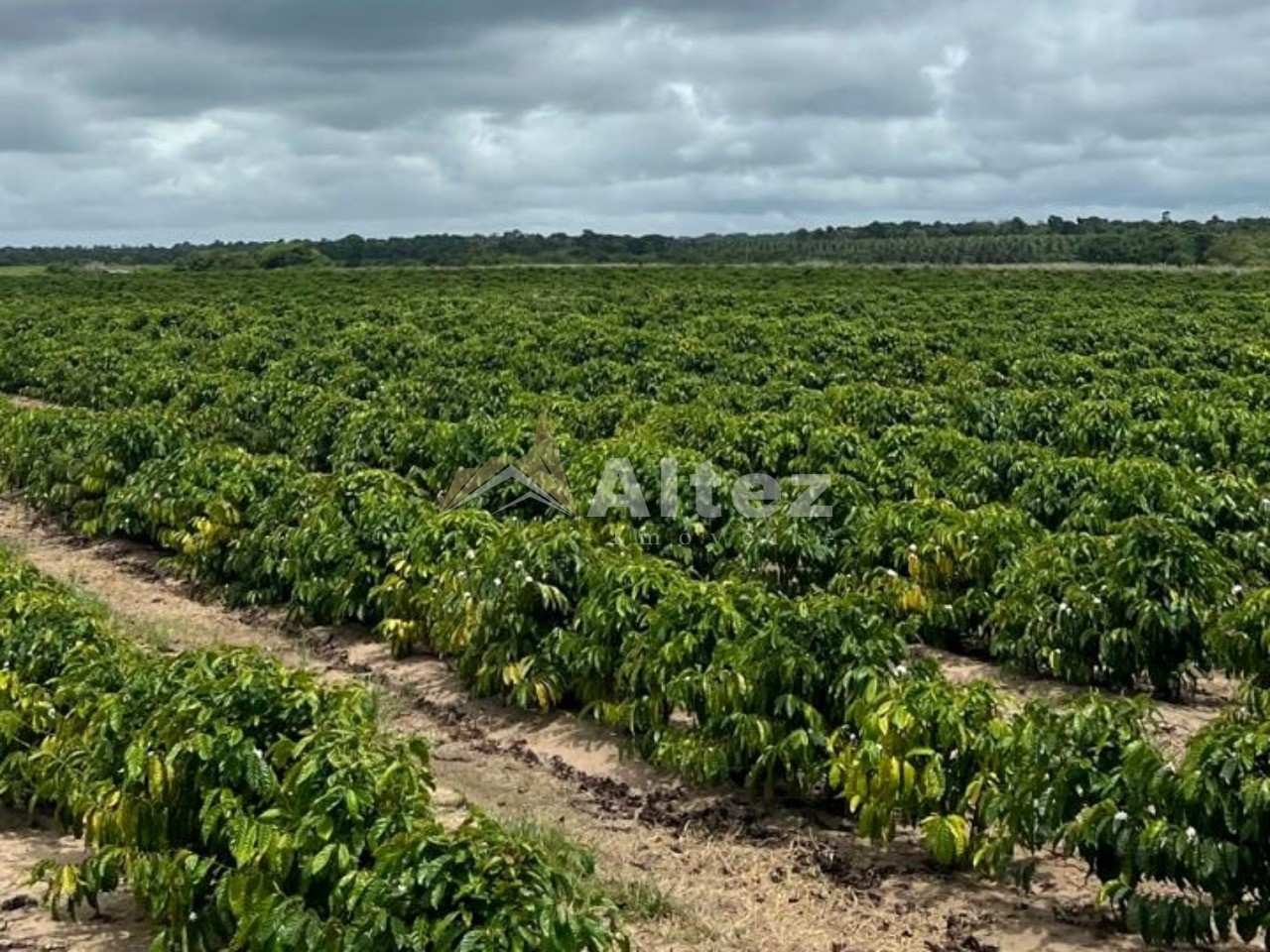 Fazenda, 587 hectares - Foto 5