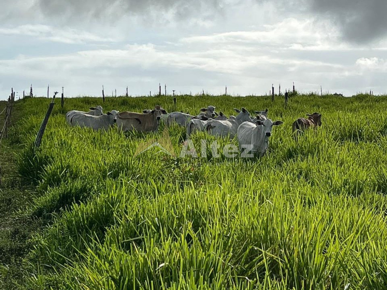 Fazenda, 587 hectares - Foto 4