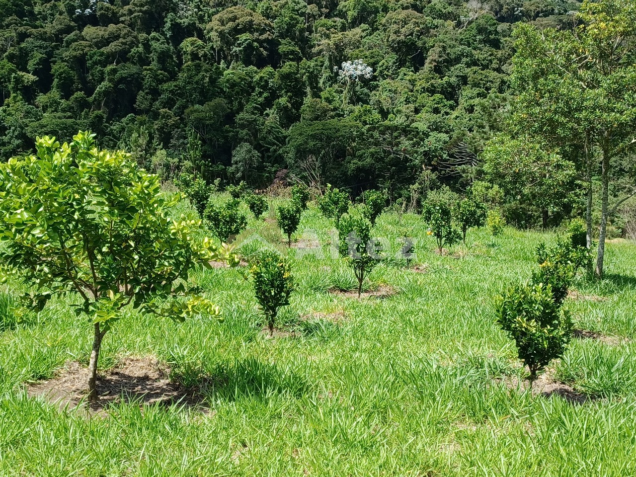 Sítio, 22 quartos, 41 hectares - Foto 48