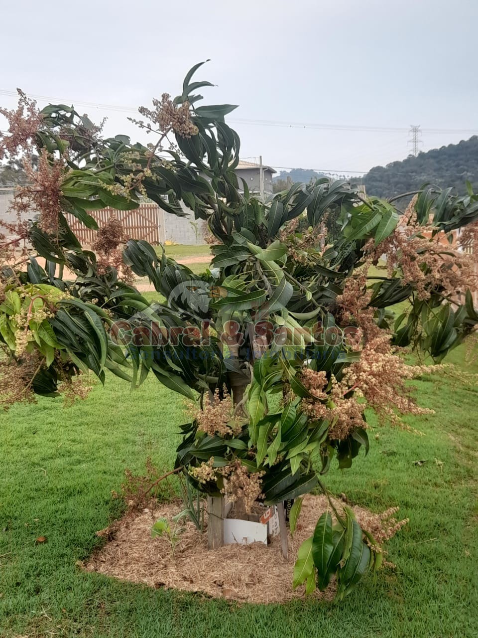 Terreno, 1068 m² - Foto 14