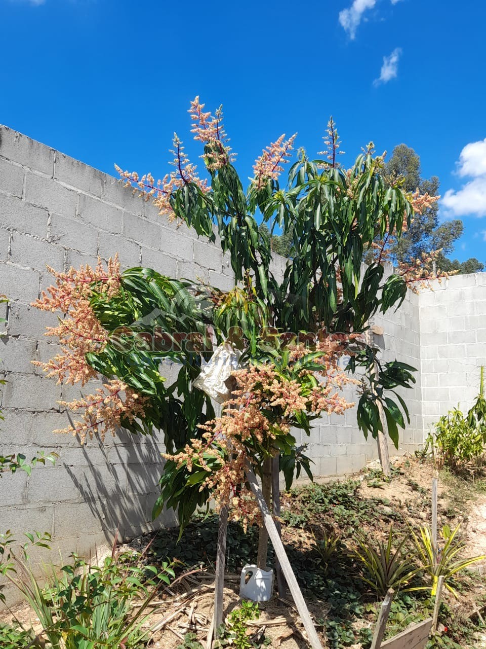 Terreno, 1068 m² - Foto 12