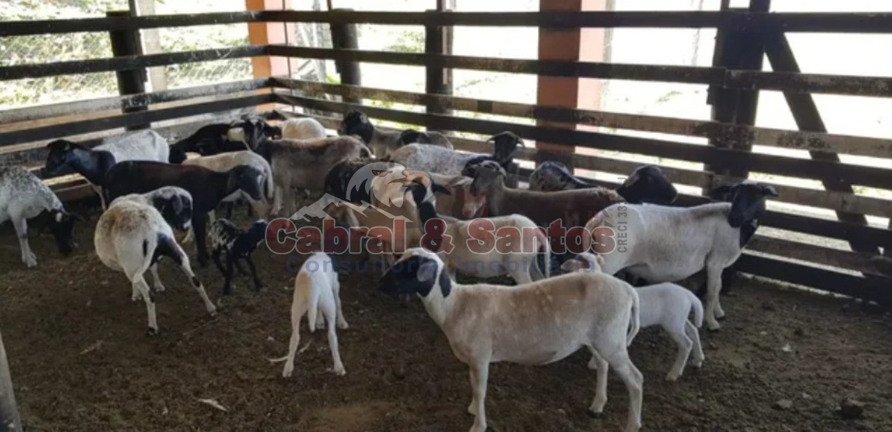 Sítio, 5 quartos, 17 hectares - Foto 15