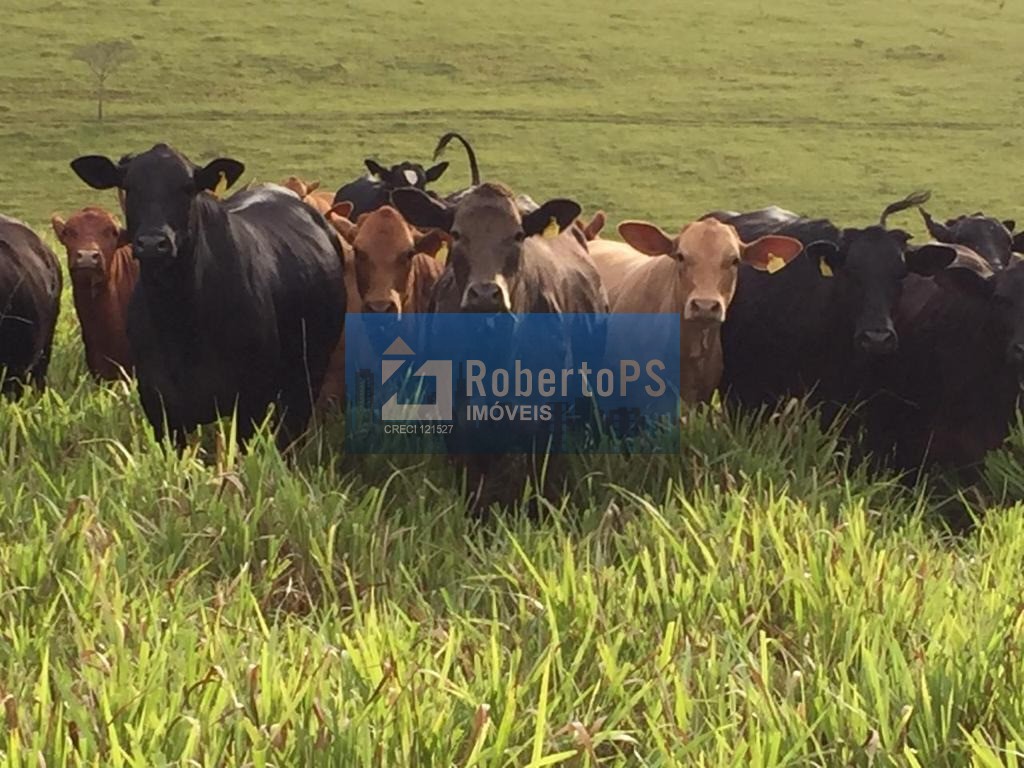 Fazenda no sul de minas de 440 hectares
