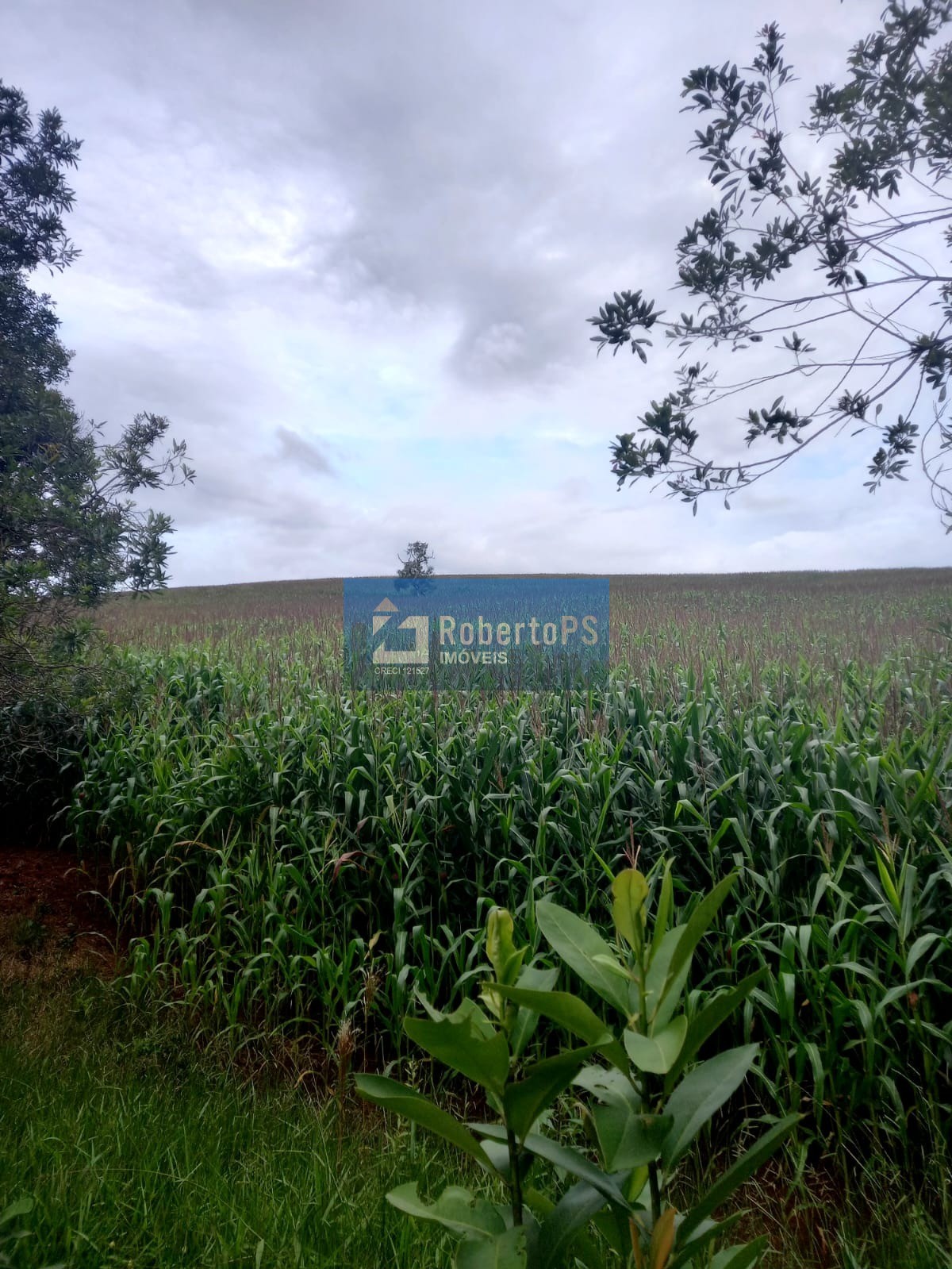 Fazenda com 206 hectares localizada entre são lourenço e cax