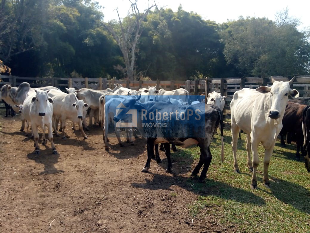 Excelente fazenda para pecuária em cambuí - mg próxima ao es
