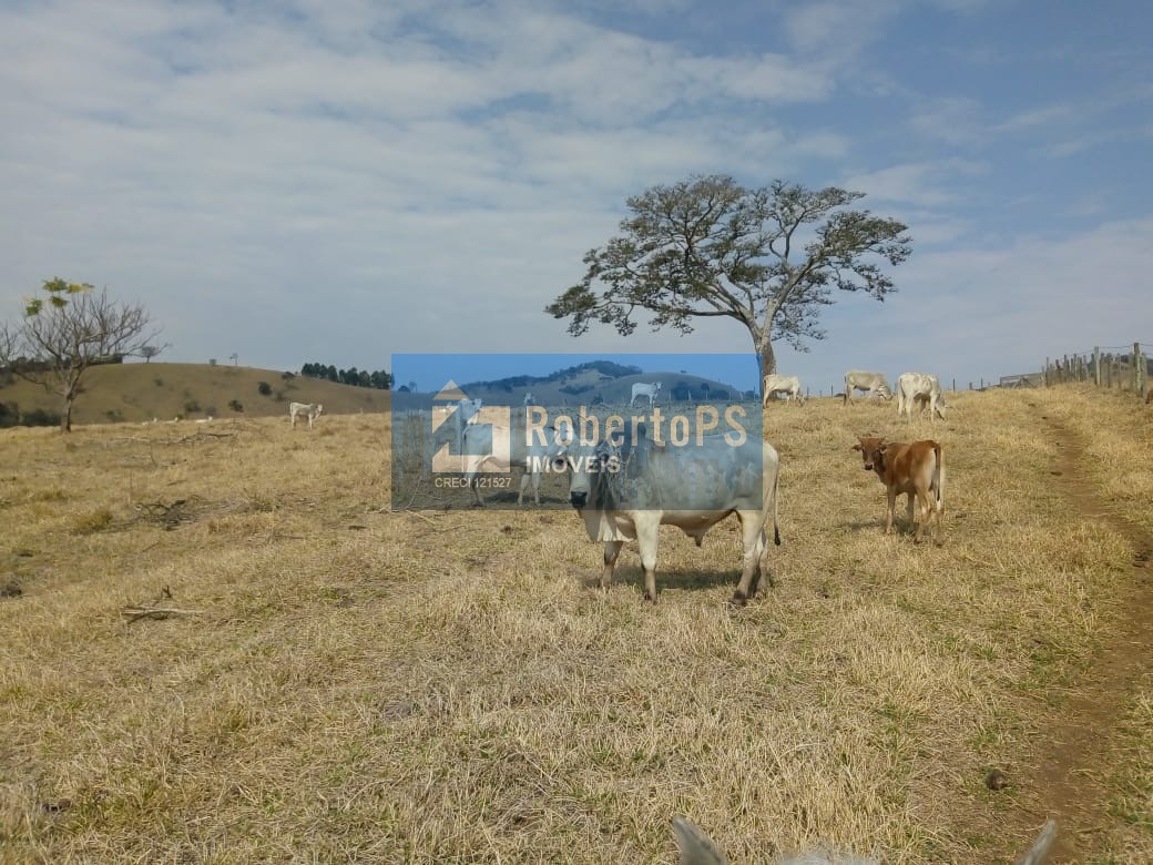 Excelente fazenda para pecuária em Cambuí - MG próxima ao Estado de São Paulo a 1 Km da Rodovia Fernão Dias