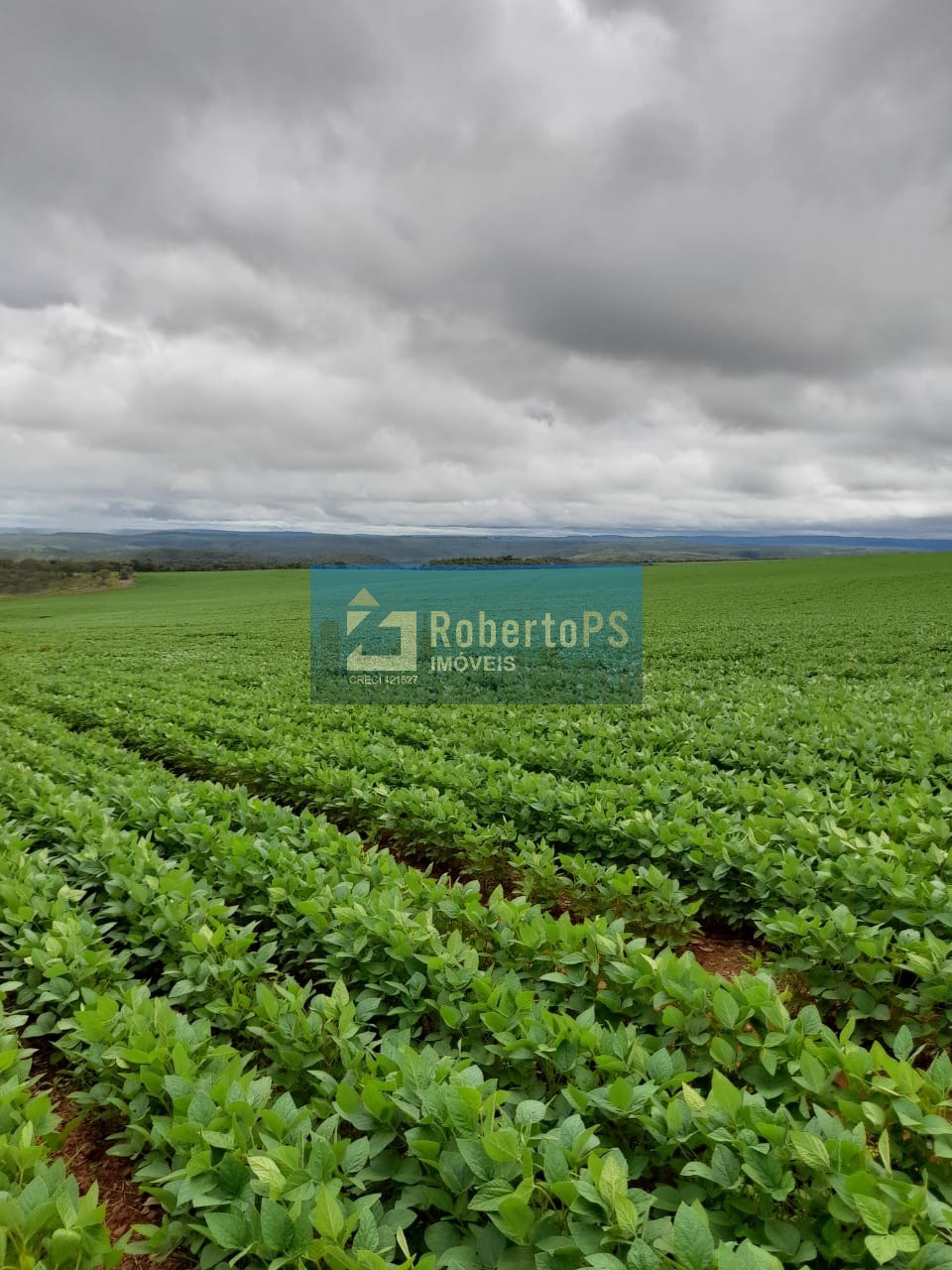 Fazenda à venda com 135 alqueires goiano