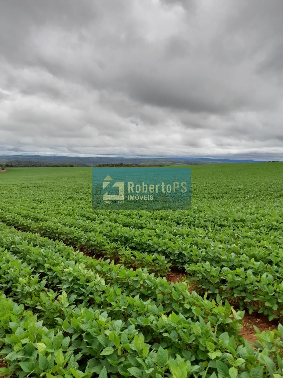 Fazenda à venda com 135 alqueires goiano