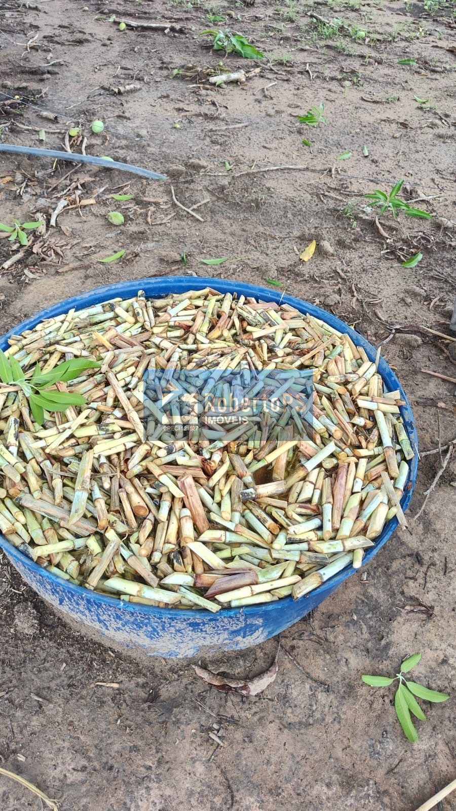 Fazenda à venda em cristalina-go: 3 quartos, 1 suíte, 2 banh
