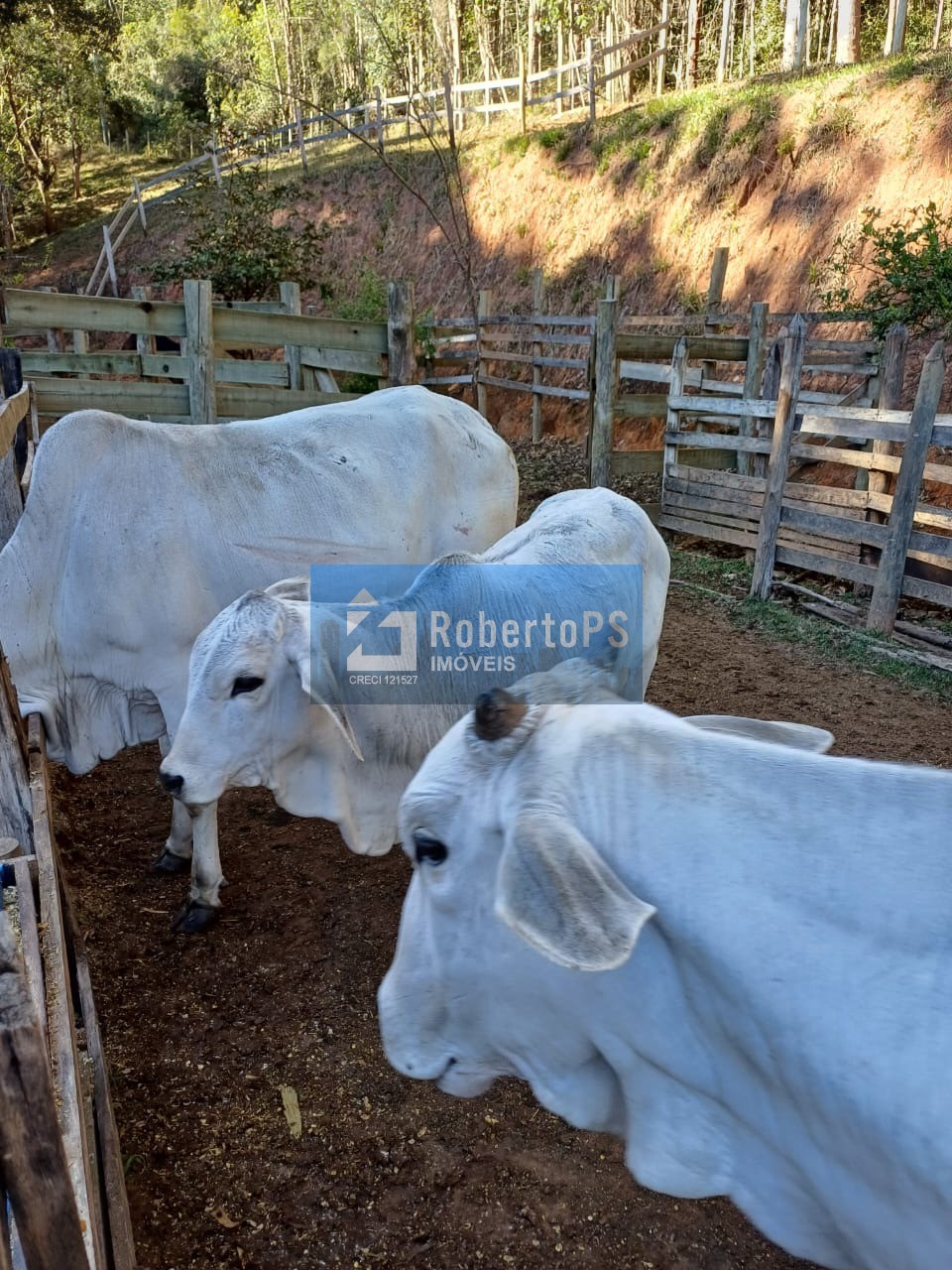 Sítio à venda em Paraibuna-SP com 60.000m2 em local de grande sossego e segurança