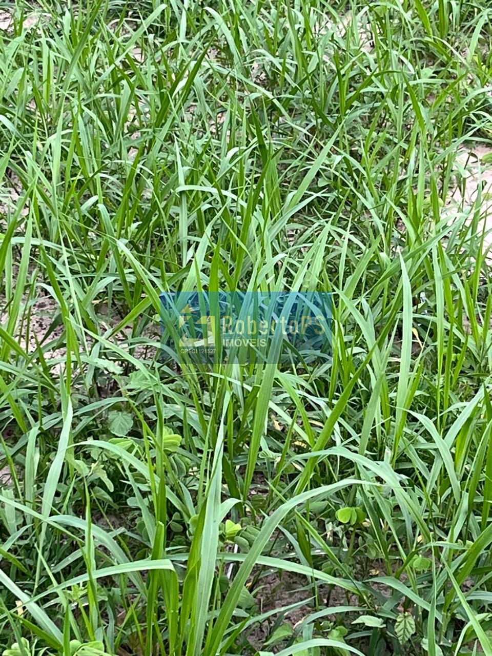 Fazenda de 1.200 hectares à venda no centro de novo são joaq