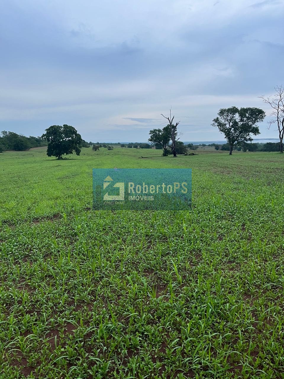Fazenda de 1.200 hectares à venda no centro de novo são joaq