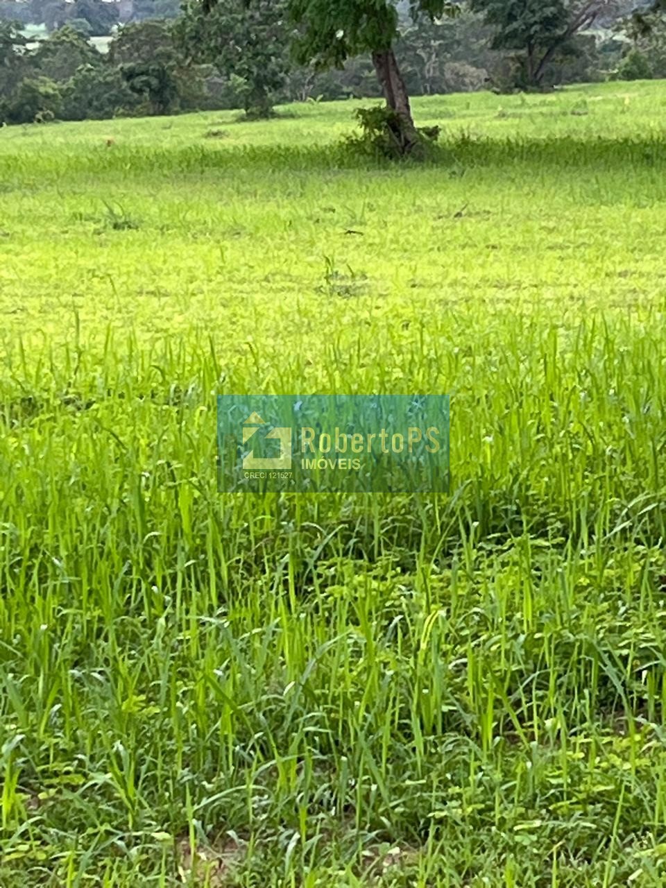 Fazenda de 1.200 hectares à venda no centro de novo são joaq