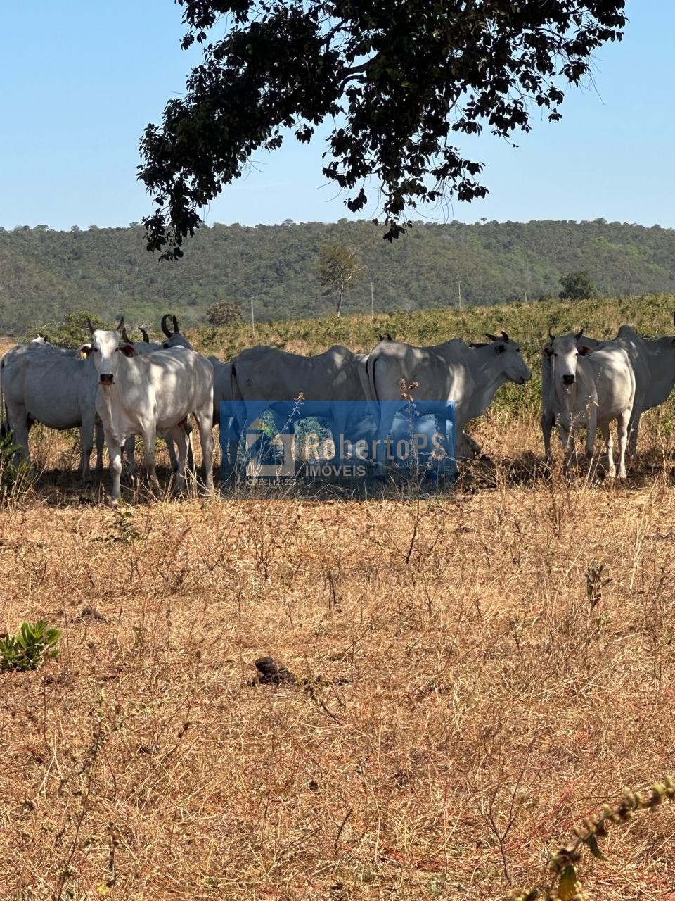 Fazenda de 1.158 hectares à venda no centro de nova lacerda-