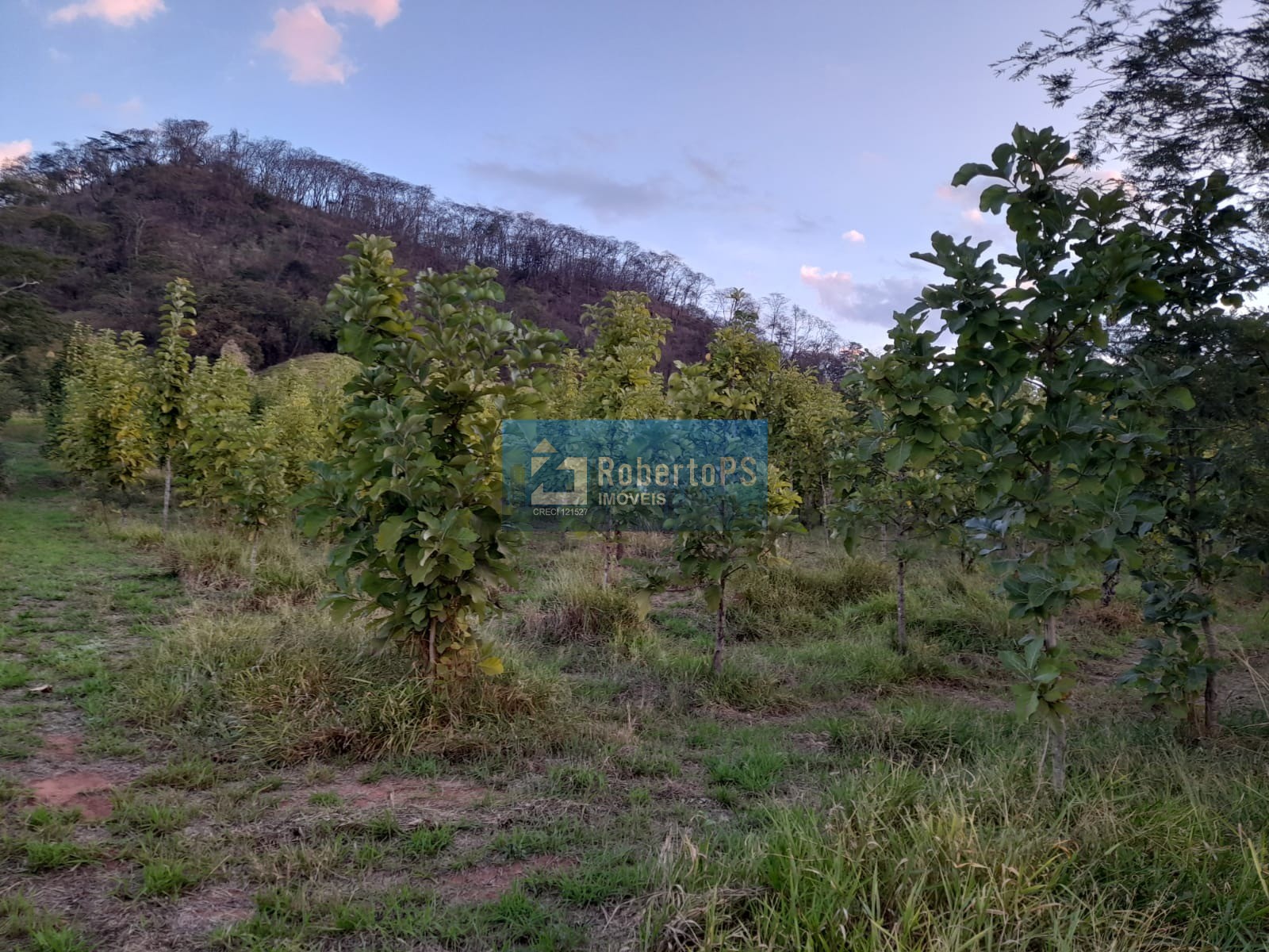 Fazenda de luxo à venda em ribeirão bonito-sp, centro: 4 qua