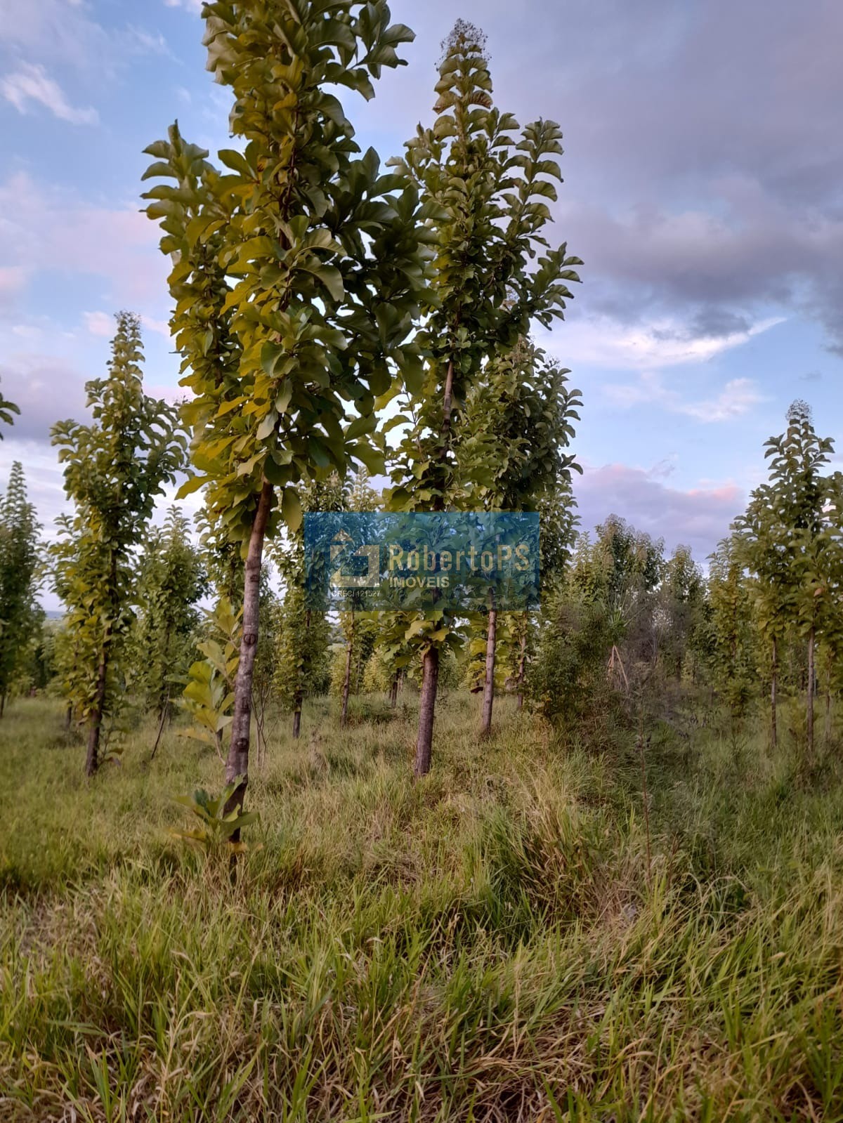 Fazenda de luxo à venda em ribeirão bonito-sp, centro: 4 qua