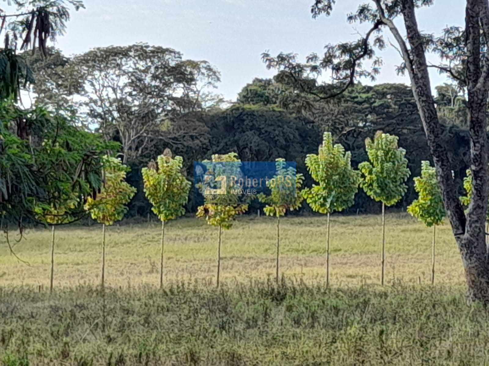 Fazenda de luxo à venda em ribeirão bonito-sp, centro: 4 qua