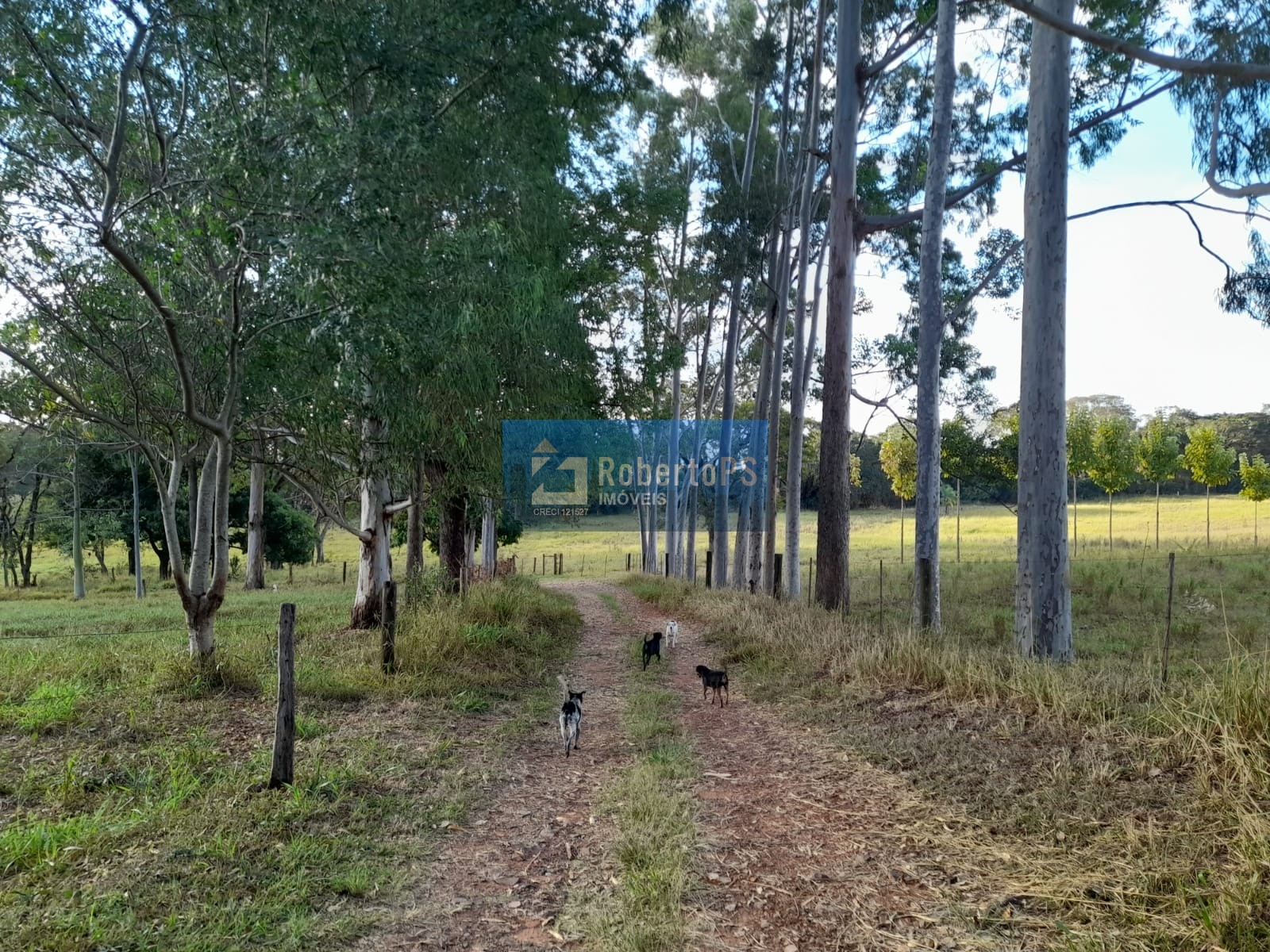 Fazenda de luxo à venda em ribeirão bonito-sp, centro: 4 qua