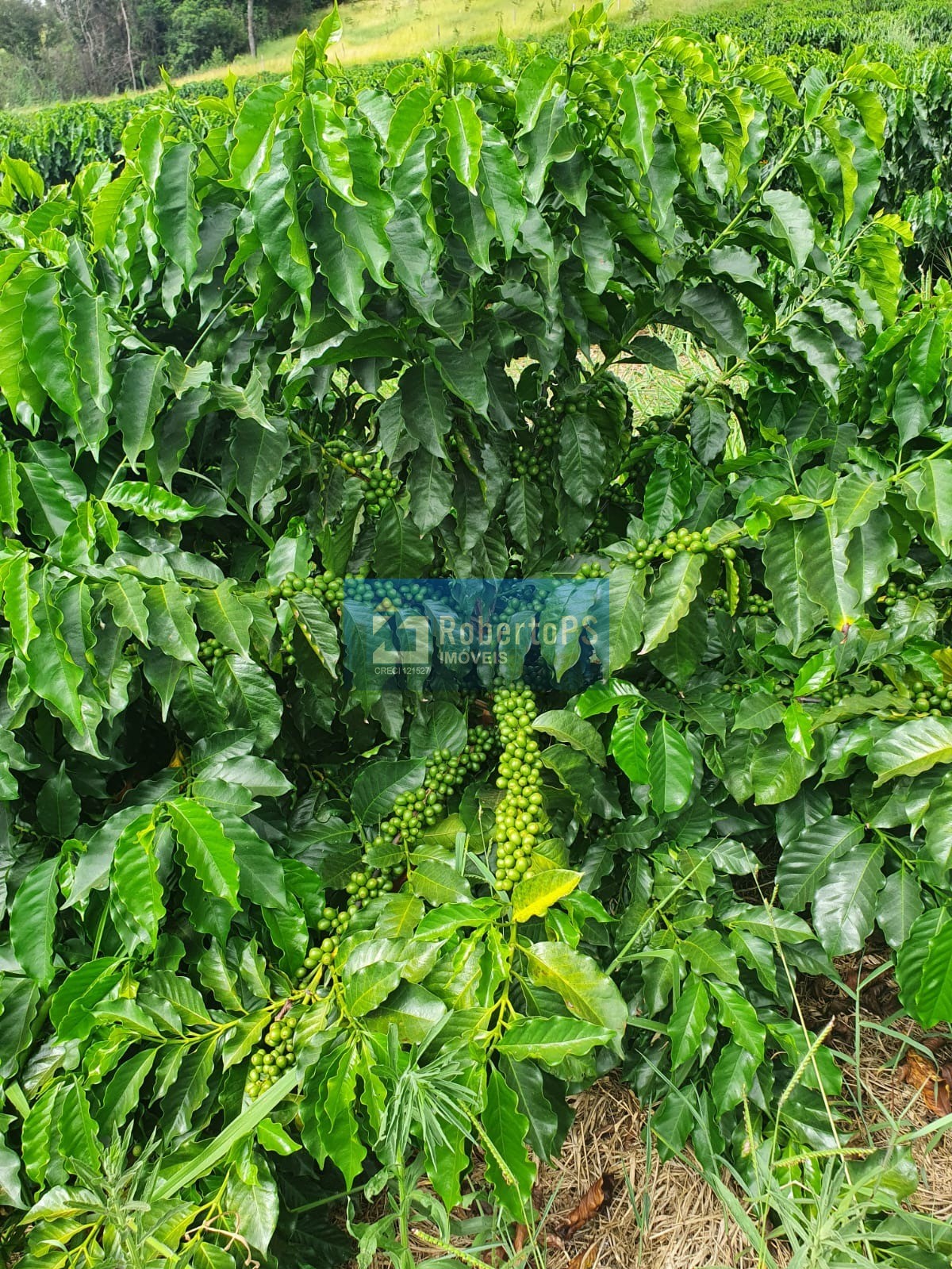 Fazenda de luxo à venda em paineiras-mg: 4 quartos, 1 suíte,