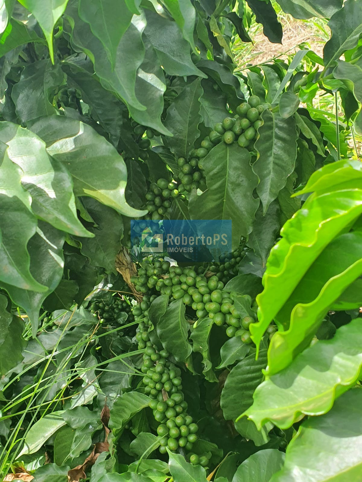 Fazenda de luxo à venda em paineiras-mg: 4 quartos, 1 suíte,
