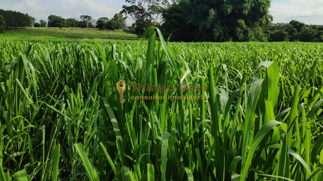 Sítio, 2 quartos, 10 m² - Foto 3