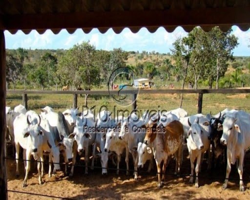 Fazenda, 4000 m² - Foto 8
