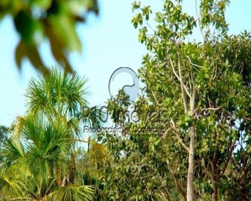 Fazenda, 4000 m² - Foto 6