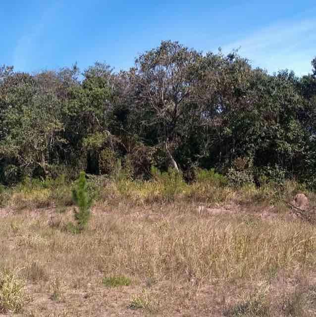 Vendo  terreno para chcara  em Jarinu/Sp 1.300 m