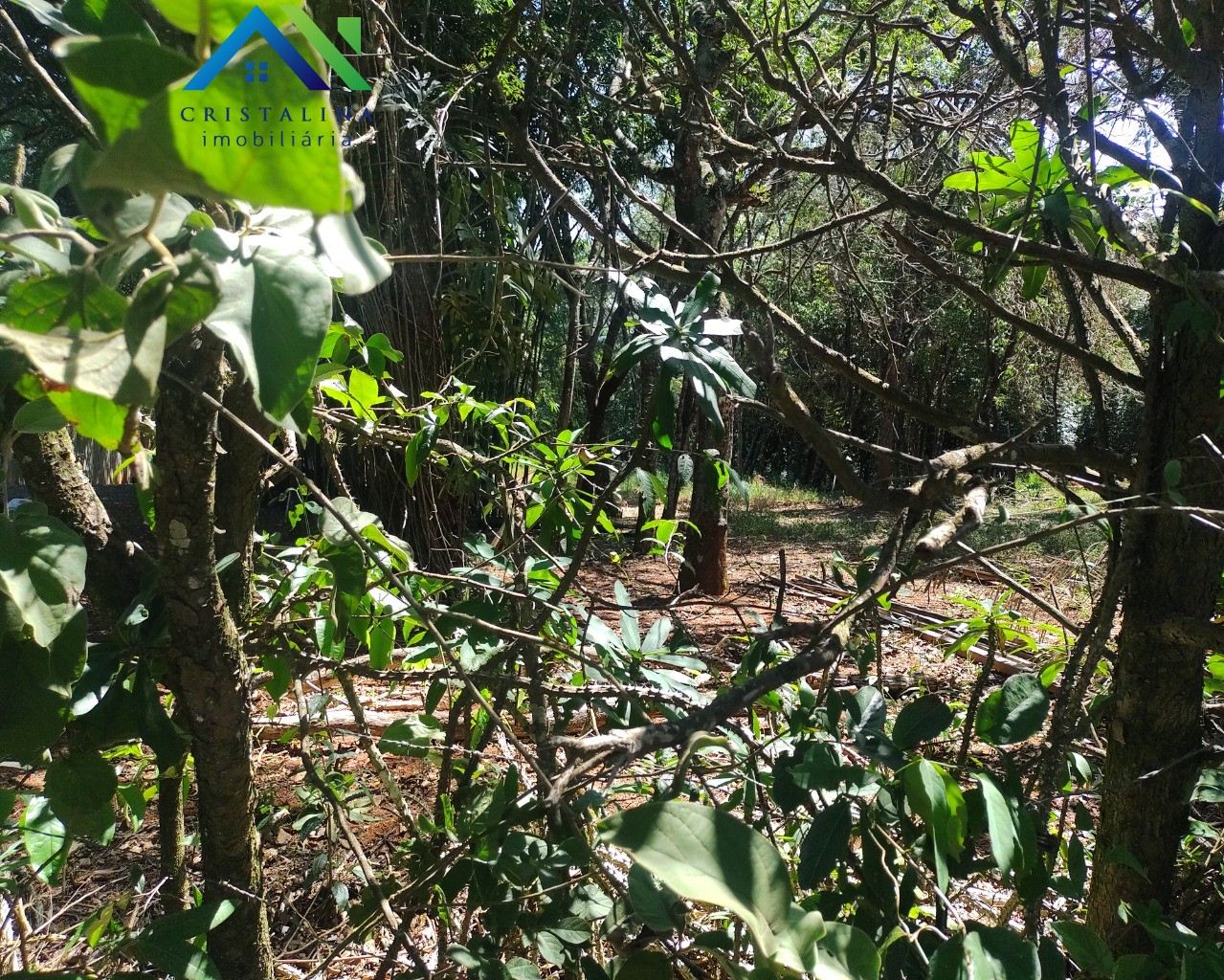Terreno em CHÁCARA SAN MARTIN I, ITATIBA - Foto 6