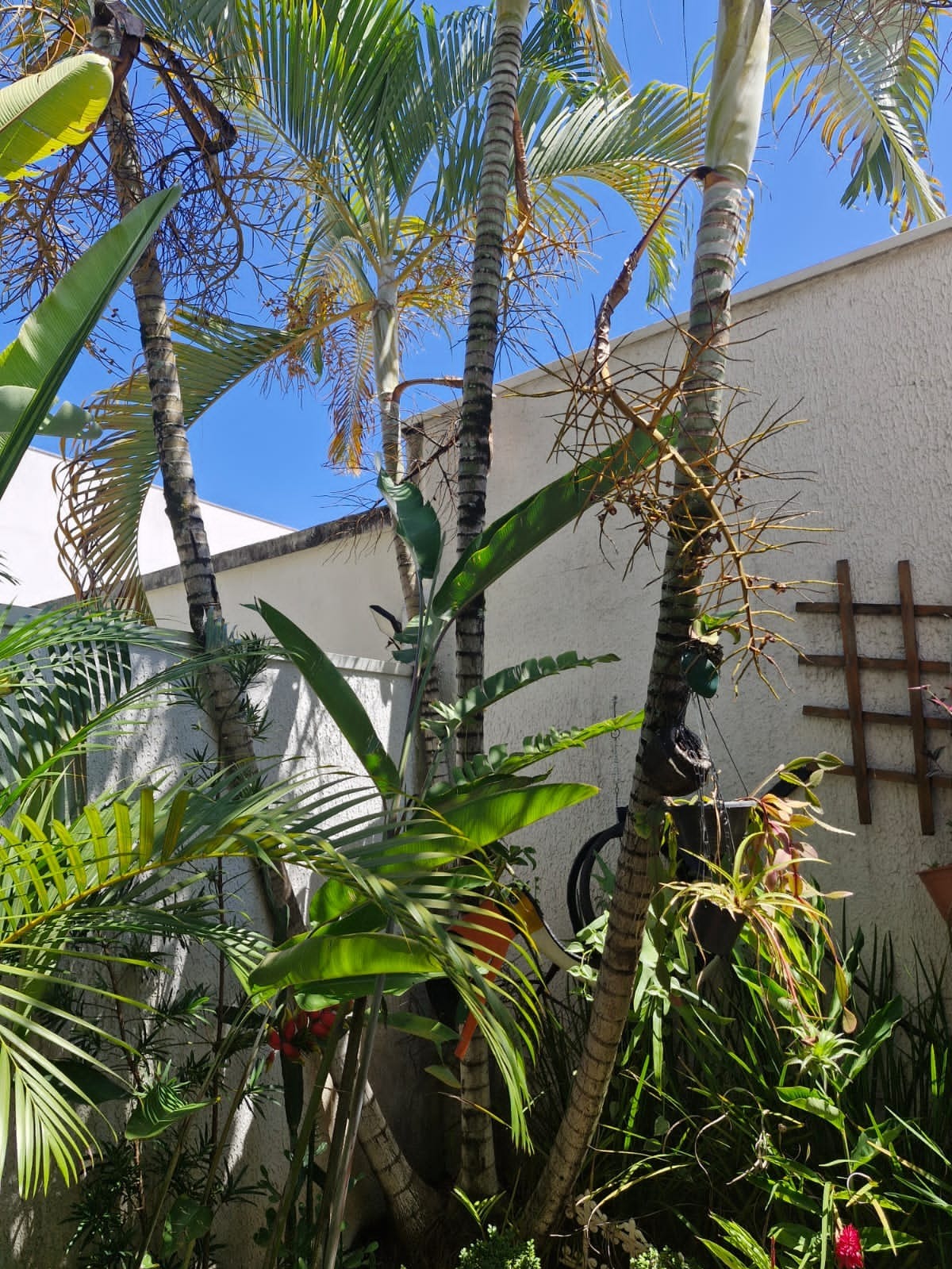 Casa, 4 quartos, 330 m² - Foto 5