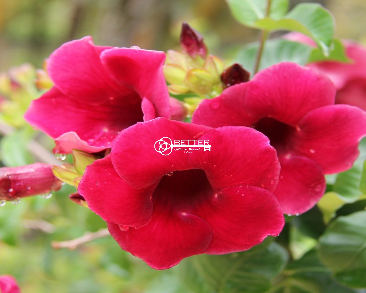 Casa, 6 quartos - Foto 30