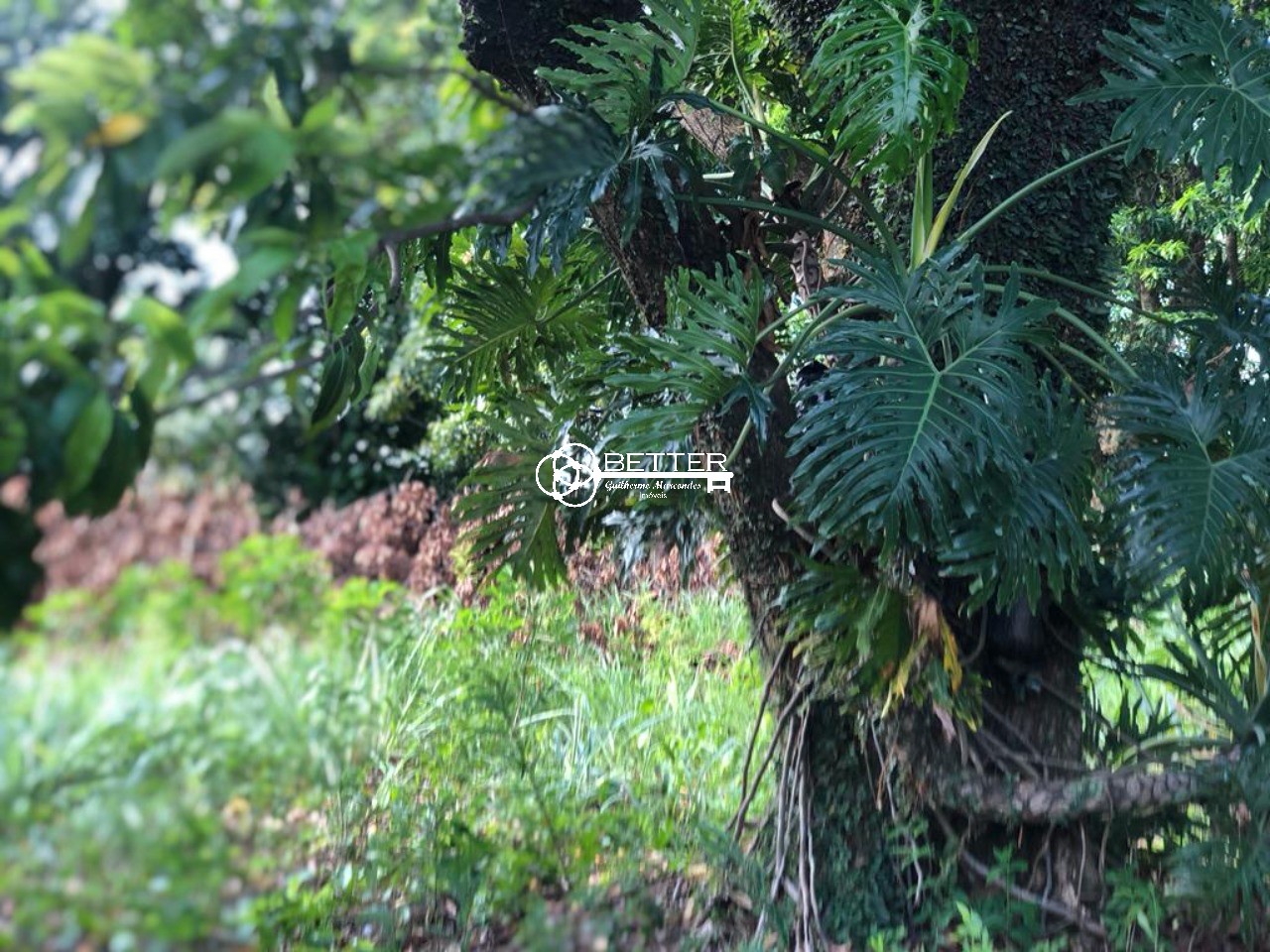 Terreno, 1650 m² - Foto 3