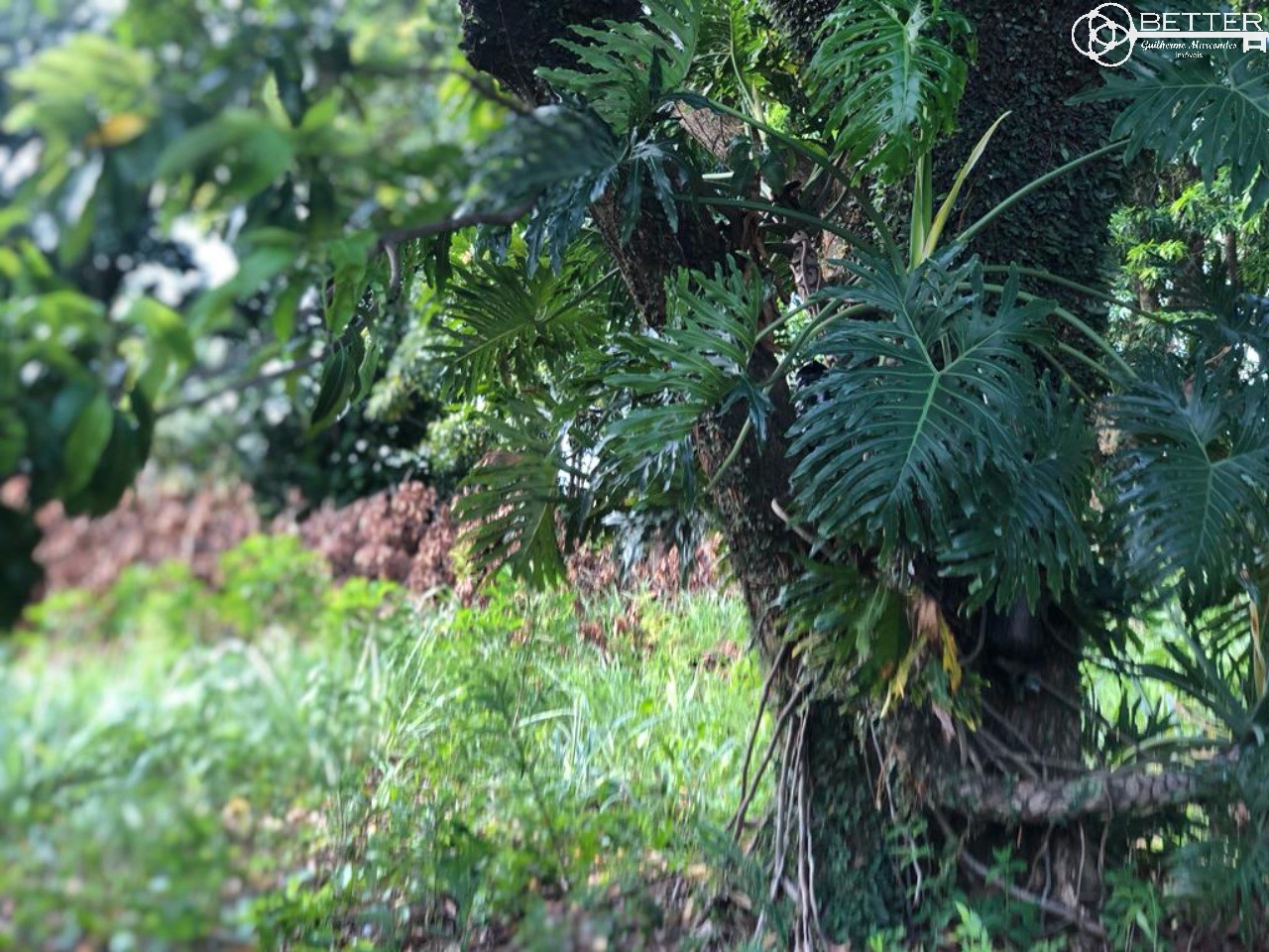 Terreno, 1450 m² - Foto 3