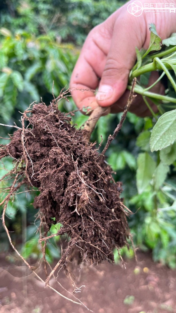 Fazenda-Sítio-Chácara, 750 m² - Foto 19