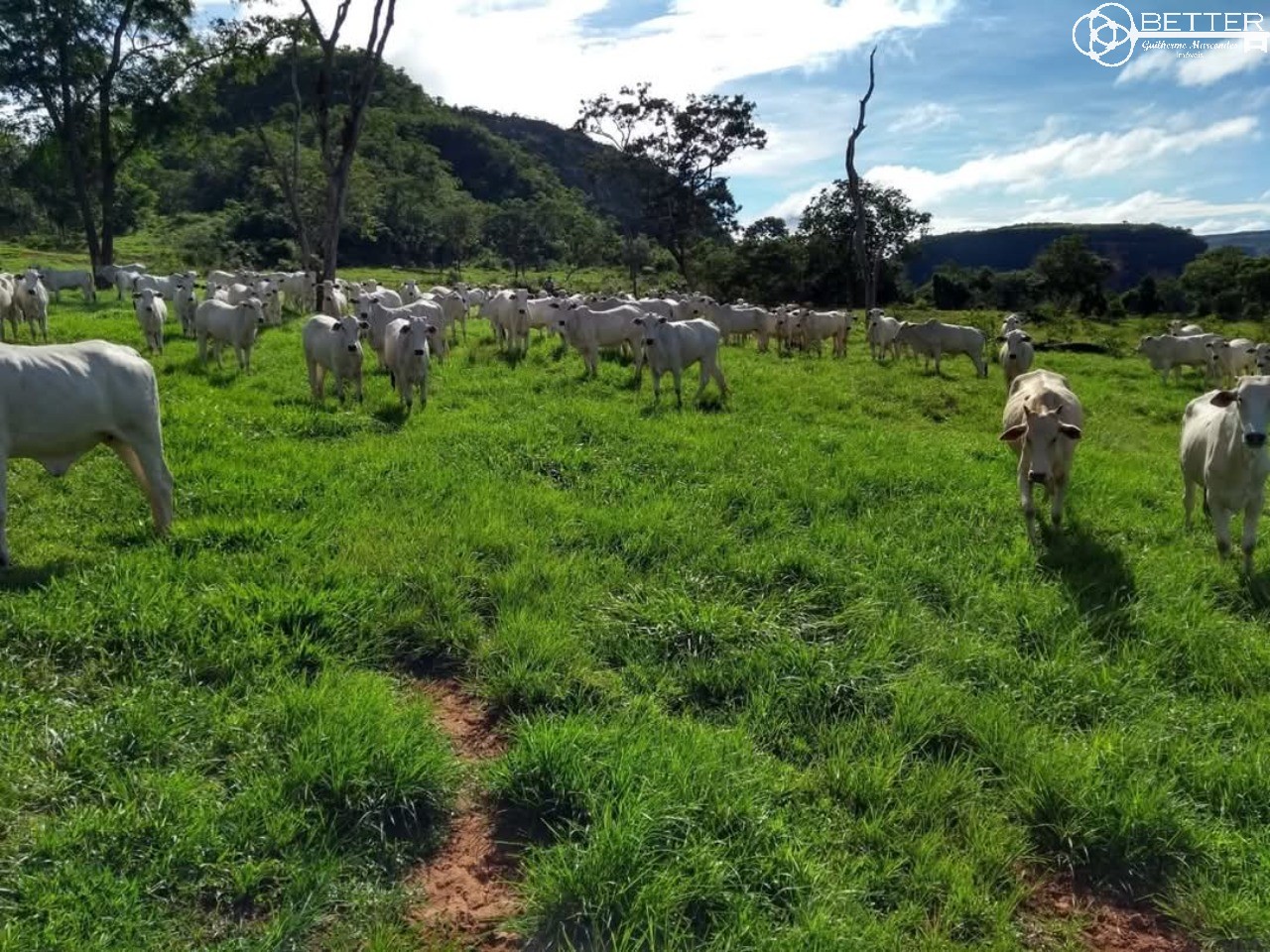 Fazenda-Sítio-Chácara, 2508 m² - Foto 3