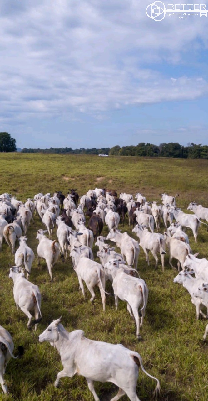 Fazenda-Sítio-Chácara, 2508 m² - Foto 4