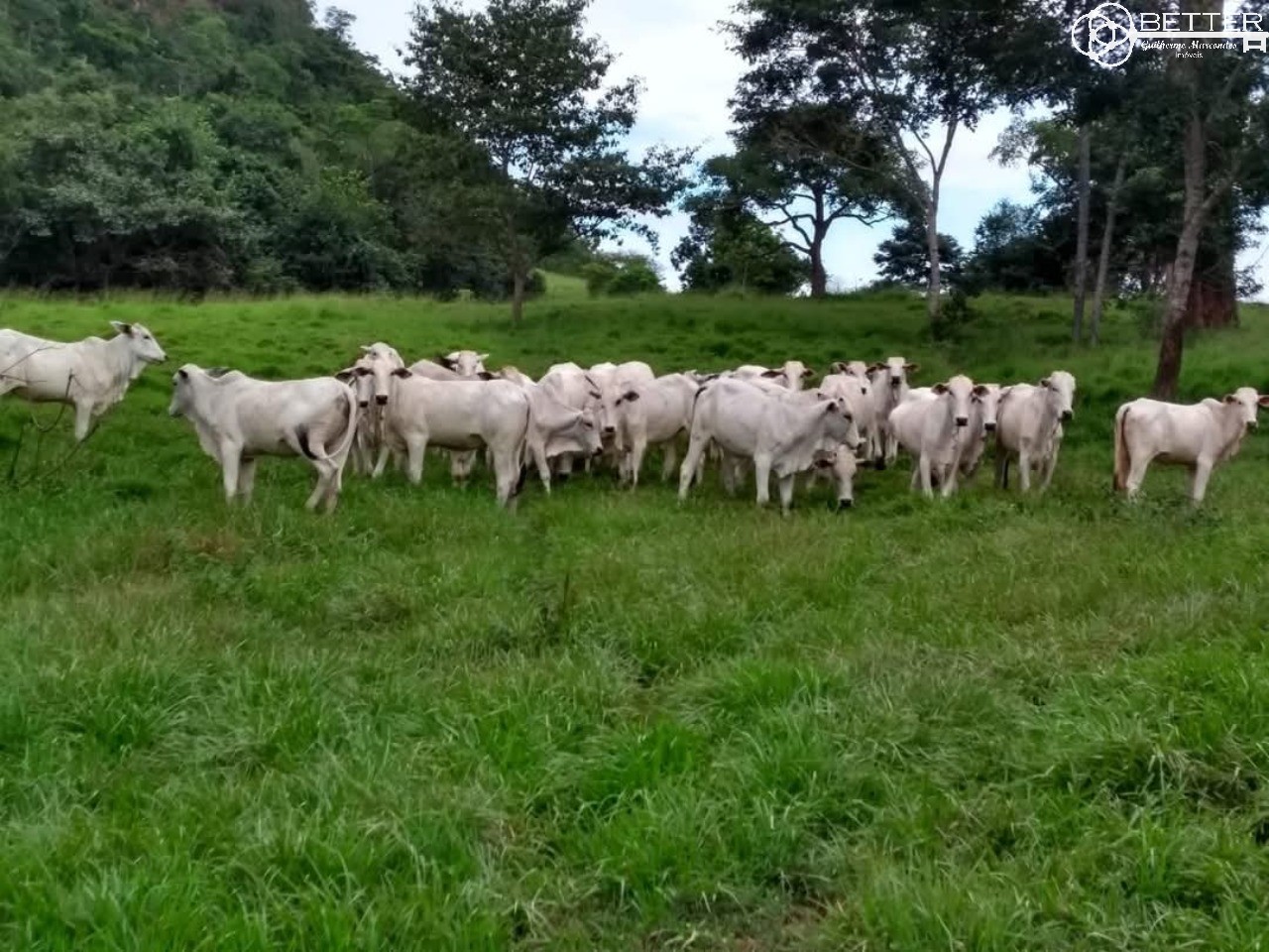 Fazenda-Sítio-Chácara, 2508 m² - Foto 2