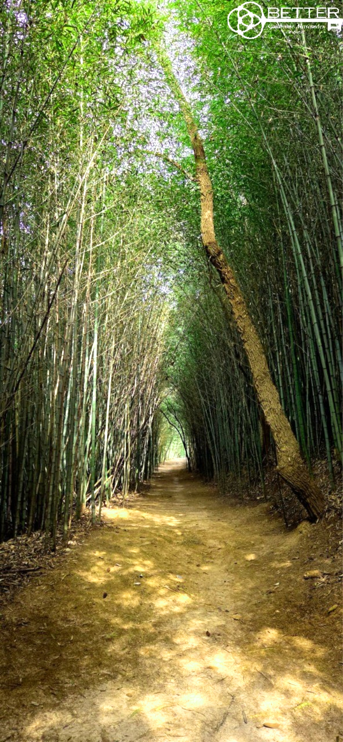 Casa, 4 quartos - Foto 9