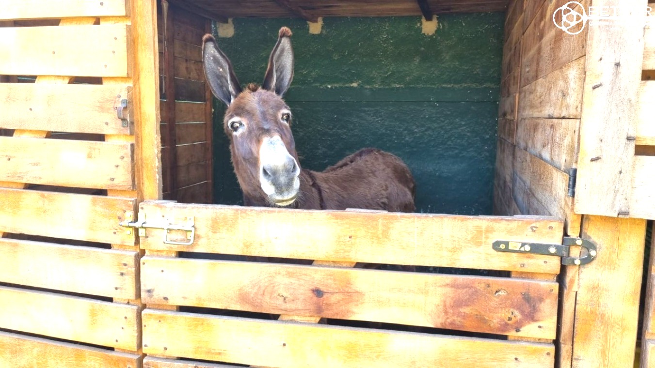 Chácara, 5 quartos - Foto 51