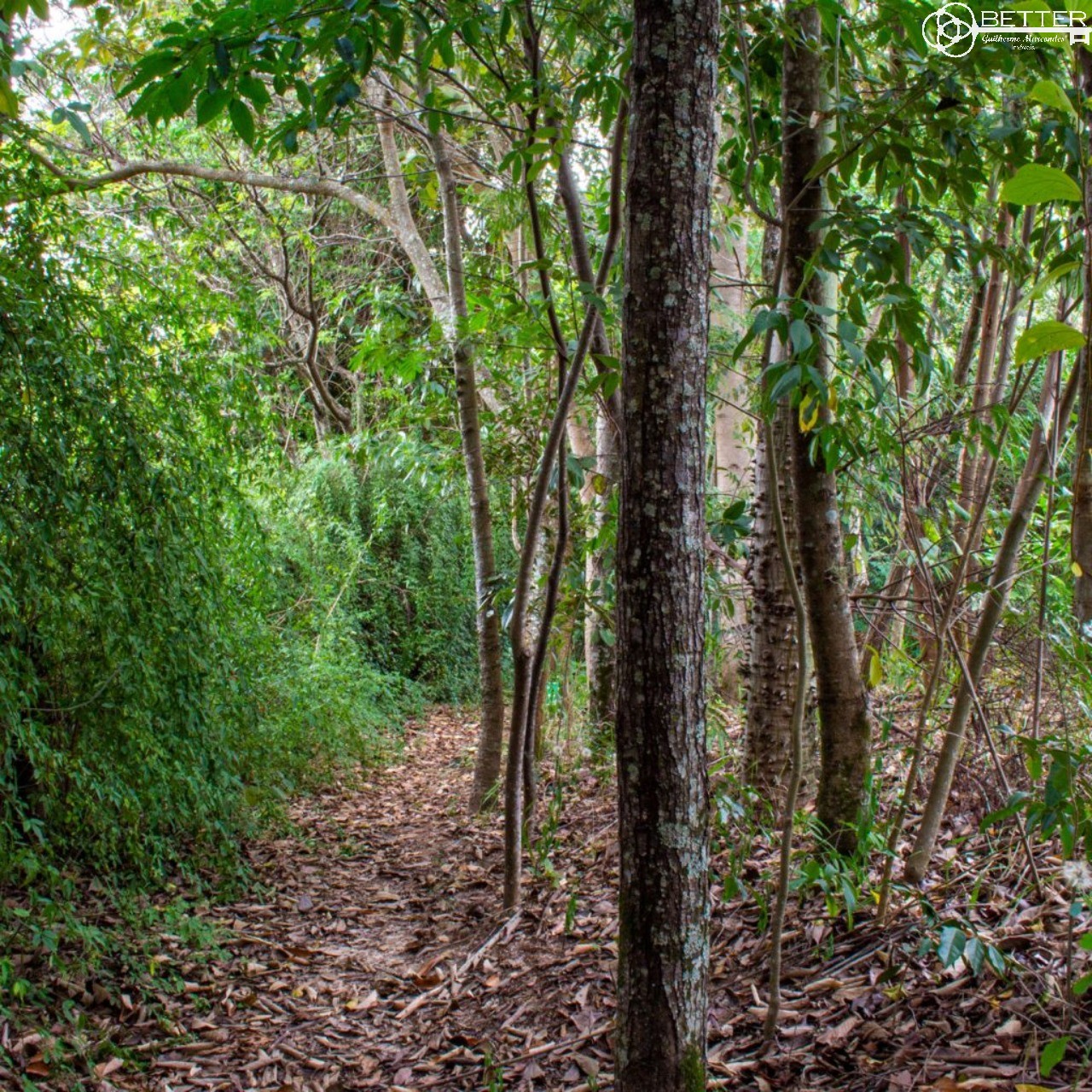 Casa, 4 quartos - Foto 45