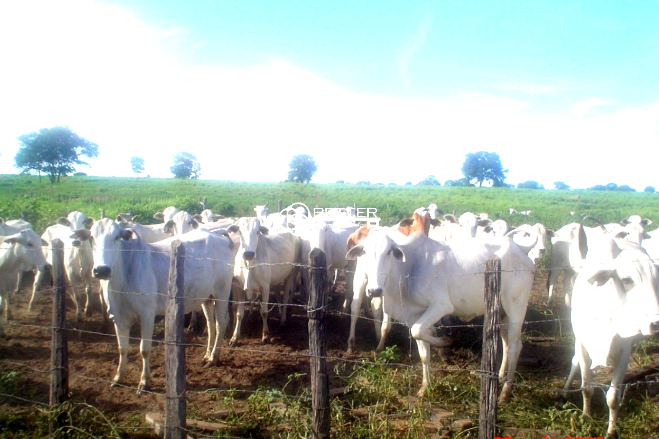 Fazenda, 9500 m² - Foto 11