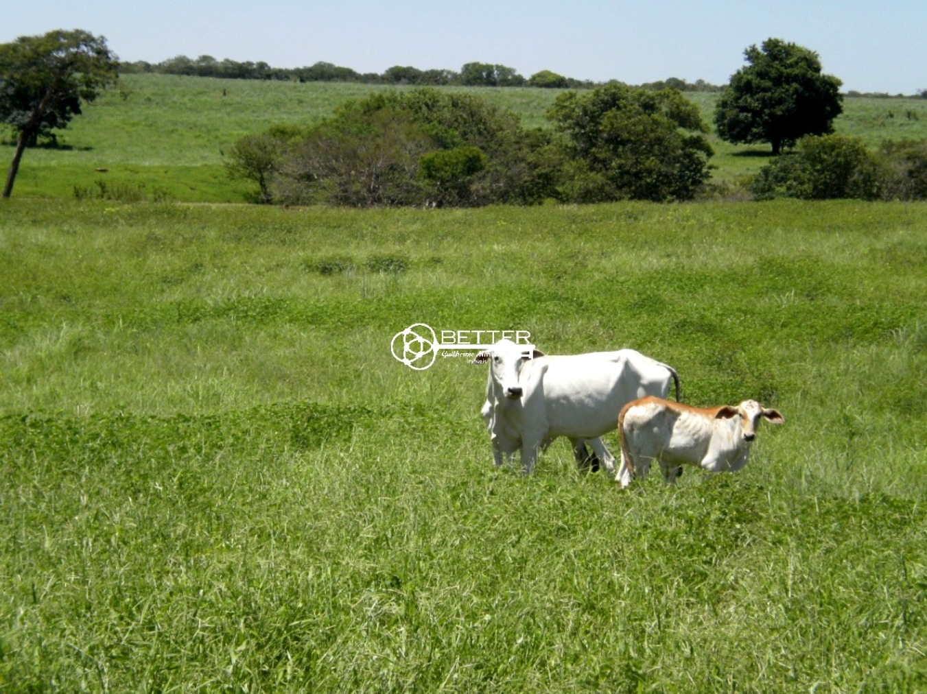 Fazenda, 9500 m² - Foto 6