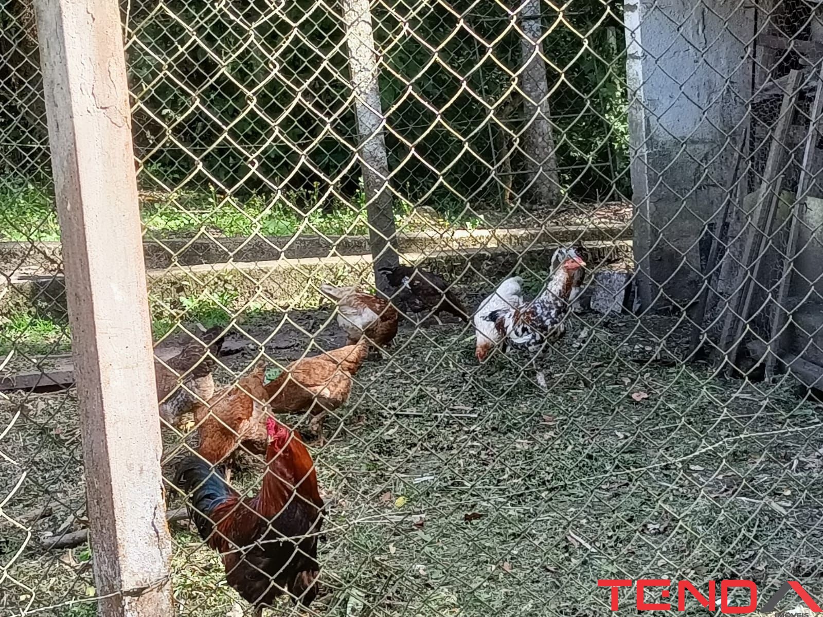 Chácara, 5 quartos - Foto 20