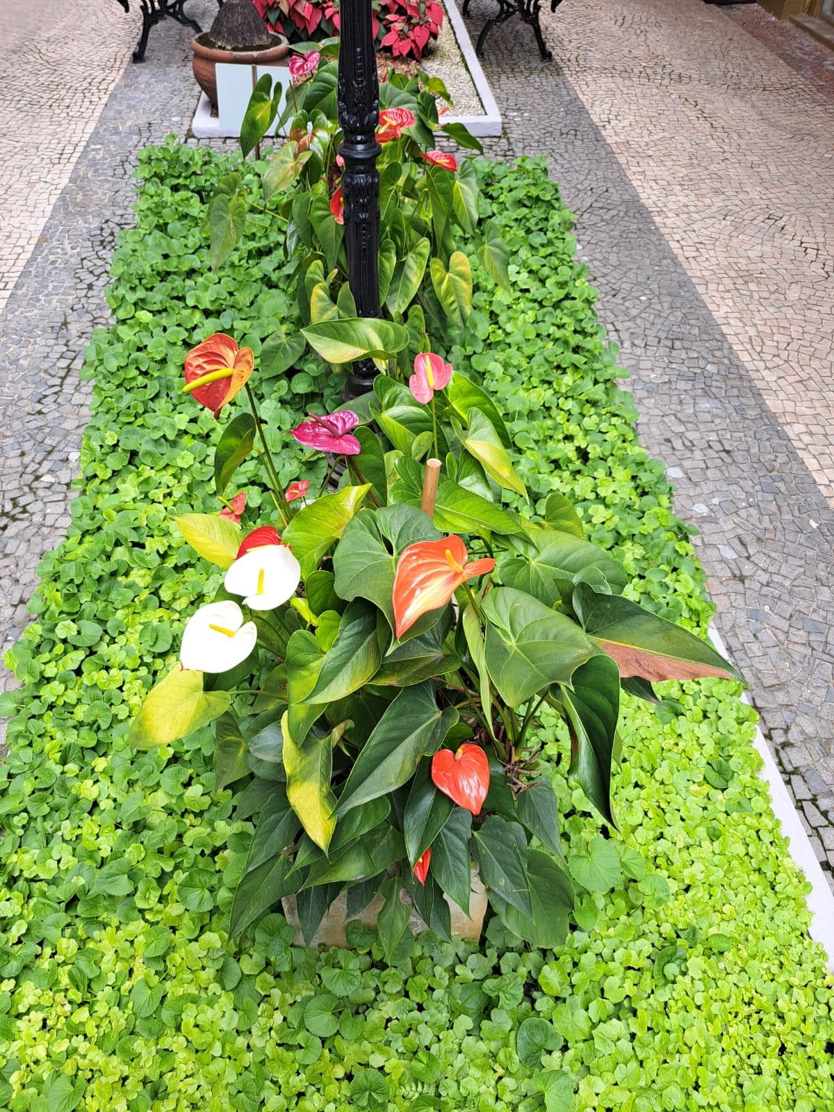 Loja-Salão, 40 m² - Foto 23