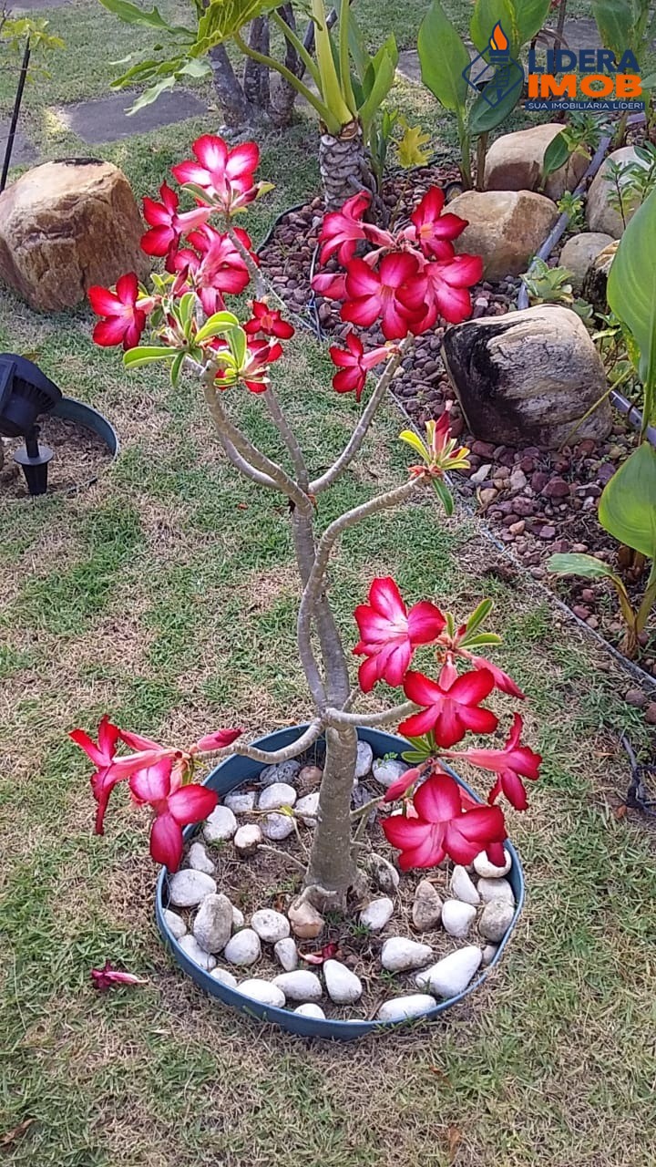 Casa, 3 quartos, 300 m² - Foto 38